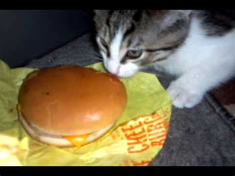 Kitten eating a cheeseburger - YouTube