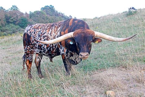 Texas Longhorn Cattle Wallpapers - Wallpaper Cave