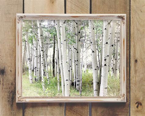 Aspen Photography Aspen Trees Photo White Birch Wall Art - Etsy