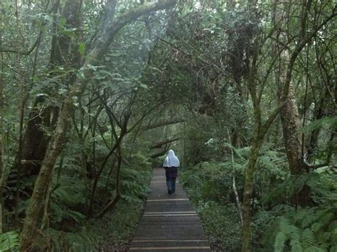 Knysna forest South Africa | Forest, Tree, Southern africa