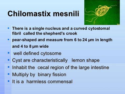 10 Chilomastix mesnili ideas | cysts, laboratory science, diagnosis