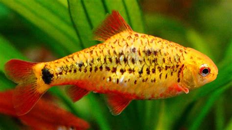 Gold Barb Fish - Care | Size | Breeding | Tank Mates | Traits - SeaFish