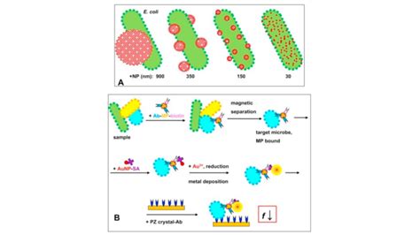 What is a Biosensor | Types of Biosensor | Working Principle of Biosensor | Applications of ...