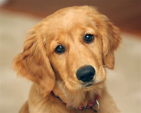 Golden Retriever Puppies Desktop Wallpaper - Wallpaper, High Definition ...