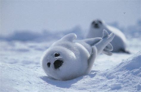 Baby Seal Pups | Baby Harp Seal in 2020 | Najsłodsze zwierzęta, Foczka, Zwierzęta