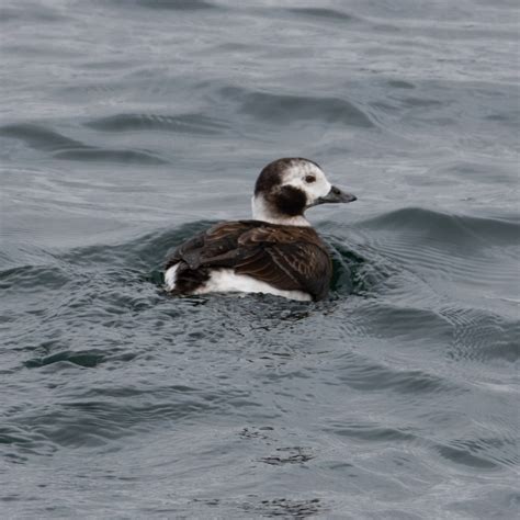 Identification of 9 Diving Duck Species: A Photographic Guide | Miles Hearn