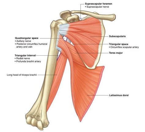 Image result for subscapularis origin and insertion | Anatomy, Body ...