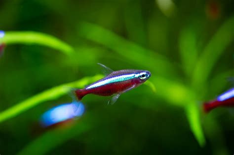 Tateurndina ocellicauda: Peacock Gudgeon Tank Mates, Care Guide, and ...