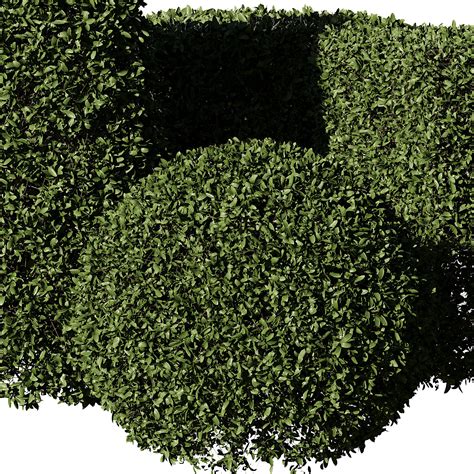 ArtStation - 5 Shaped Boxwood Hedge | Game Assets