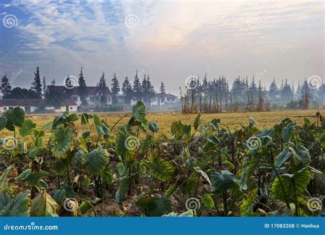 Amanecer En El Campo Fotos de archivo libres de regalías - Imagen: 17083208