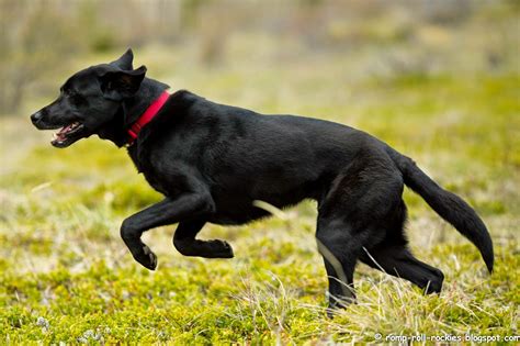 Huge Black Dog That Looks Like A Bear - Photos All Recommendation