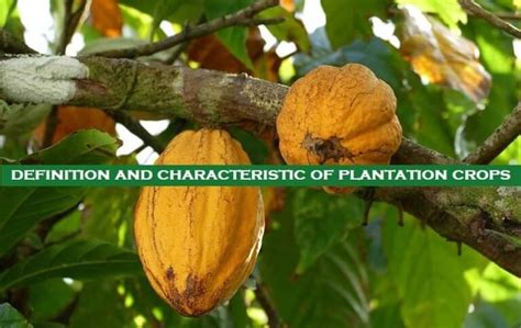 What is Plantation Agriculture? Explained! - Basic Agricultural Study