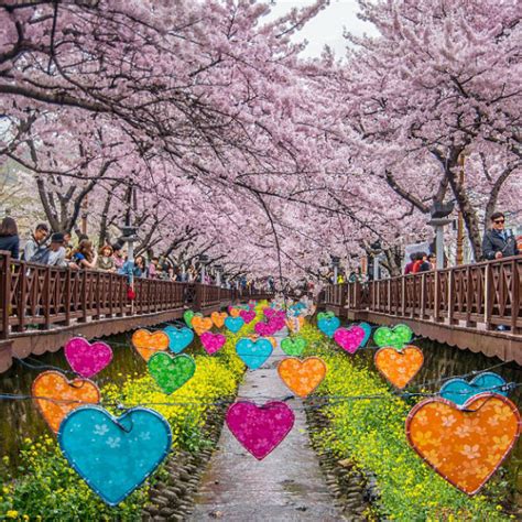 2018 Top 5 Cherry Blossom Festival Spots in Korea (Forecast and ...