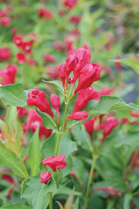 Sonic Bloom® Red - Reblooming Weigela - Weigela florida | Proven Winners