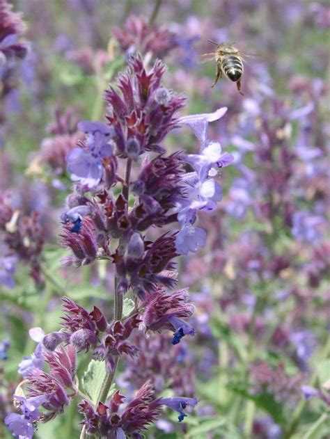 catnip plant flower #plantingcatnip | Catnip plant, Planting flowers, Plants