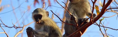 Vervet Monkey Foundation | Volunteer Abroad 2020 | Volunteer World