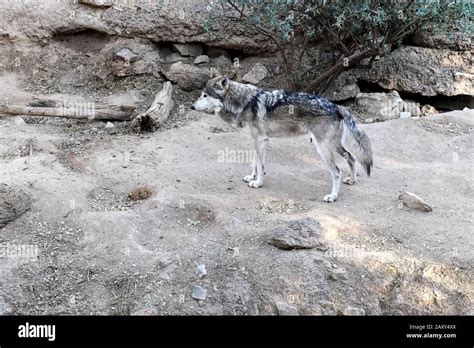 The rare endangered species Mexican Gray Wolf, native to Mexico and ...