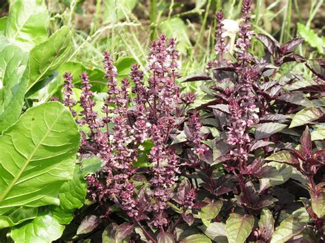 Ocimum basilicum L. | Plants of the World Online | Kew Science