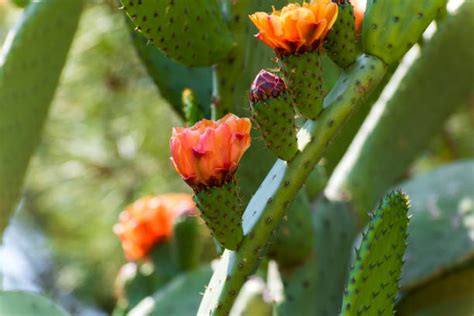 Nevada Desert Flowers Stock Photos, Pictures & Royalty-Free Images - iStock