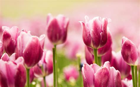 Beautiful Pink Tulips Wallpapers | HD Wallpapers | ID #18758