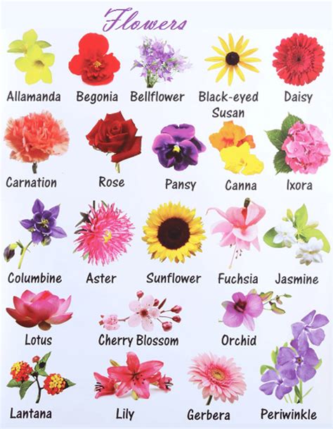 flowers that start with e in spanish - He Is A Good Weblogs Image Archive