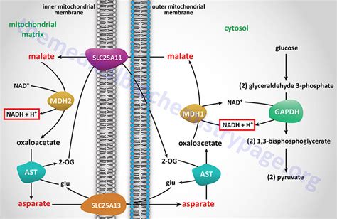 Pyruvate Dehydrogenase Complex and TCA Cycle - The Medical Biochemistry Page