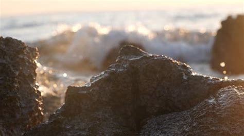 Two Seagulls on the Beach at Sunset Free Stock Video Footage, Royalty ...