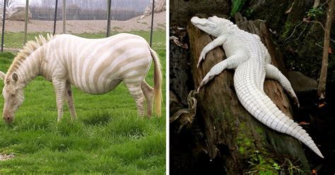 22 Rare Albino Animals That Look Like They Come From Another World