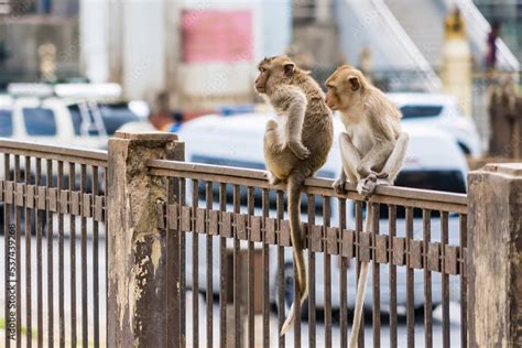 Thailand Lopburi Monkey at lopburi Thaialnd. Stock Photo | Adobe Stock