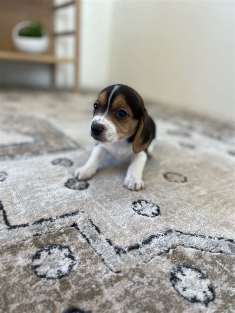 Pocket Beagle Puppies