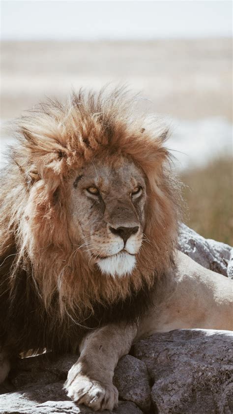 Lion Big cat Feline - Free Photo - Avopix.com