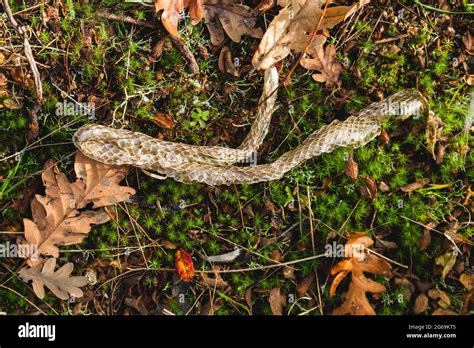 Shed snake skin Stock Photo - Alamy