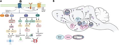 Frontiers | The modulation of emotional and social behaviors by oxytocin signaling in limbic network