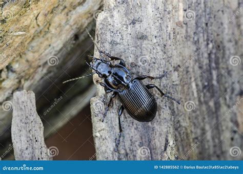 Common Black Ground Beetle on Wood Stock Photo - Image of insect, wild: 142885562