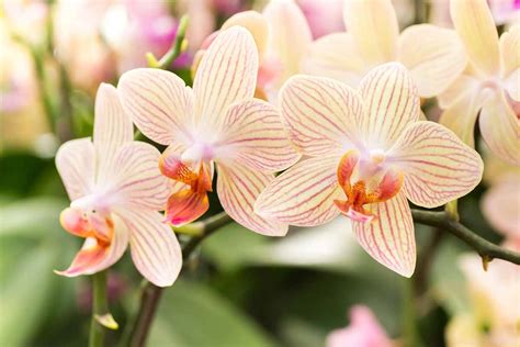 How to Encourage Orchids to Rebloom | Gardener’s Path