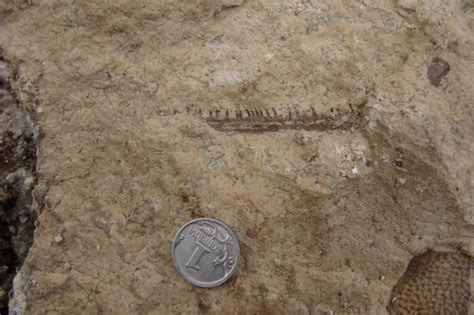 Earliest tetrapods may have never left the water - UPI.com