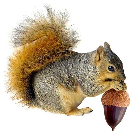 Squirrel Eating Acorn Postcards (Package of 8) by catsclips - CafePress