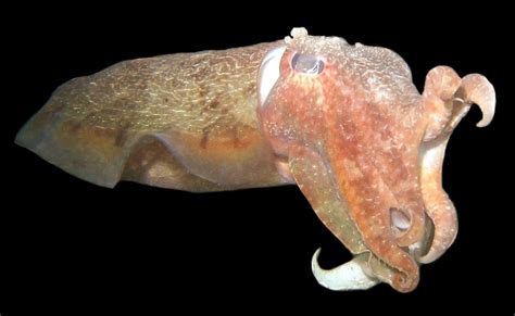 Giant Cuttlefish Free Photo Download | FreeImages