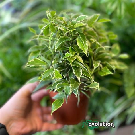 Weeping Fig 'Variegated' - Large - Ficus benjamina | Evolution Reptiles