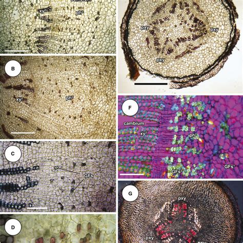 Cycad radicle anatomy, transverse sections. (A, B) Stangeria. (A) Older ...