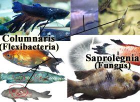 Columnaris, Fungus, Saprolegnia display | Beta fish tank, Fish, Prevention