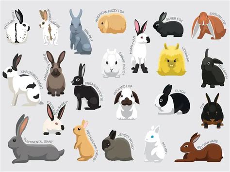 Breeds Of Rabbit, Svg, Png, Jpg, 16*20 | lupon.gov.ph