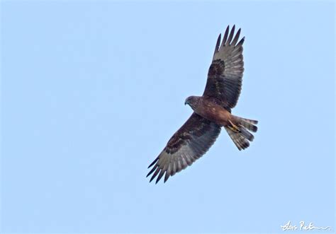 Swamp Harrier | New Zealand | Bird images from foreign trips | Gallery | My World of Bird ...