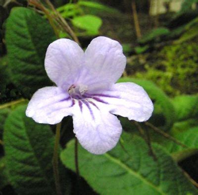 Streptocarpus - Primula del capo - Gesneriaceae - Come curare e coltivare la vostra ...