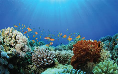 Coral Reefs in Maldives | View The Coral Lot with Anantara