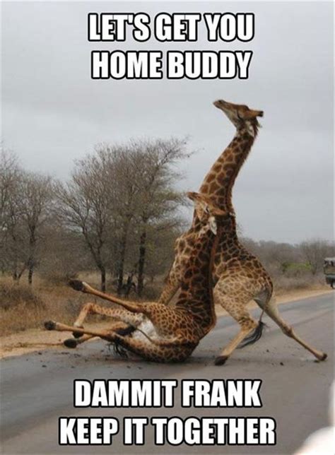 12 Funny Giraffe Memes That Will Make Your Day | Funny animal memes, Animal captions, Funny ...