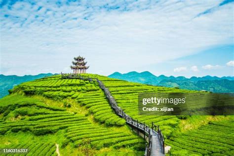 1,924 Kerala Tea Plantations Stock Photos, High-Res Pictures, and Images - Getty Images