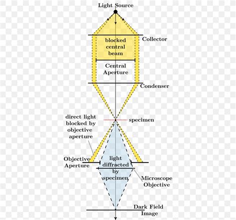 Light Dark-field Microscopy Bright-field Microscopy Optical Microscope, PNG, 377x768px, Light ...