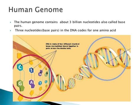 Human Genome