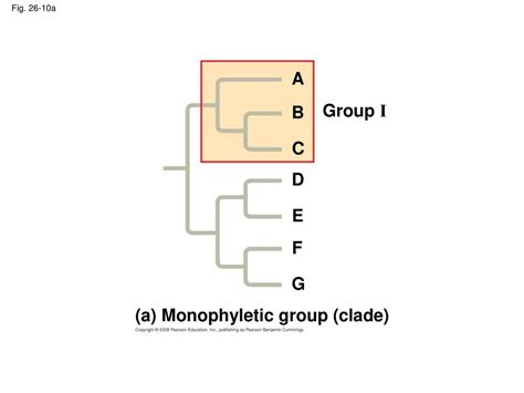 Phylogeny and the Tree of Life - ppt download